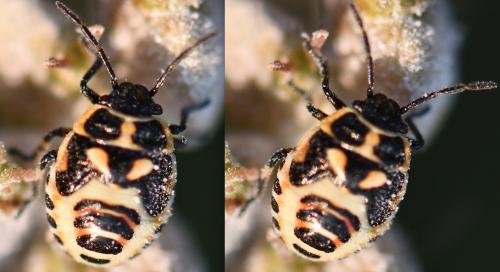 Eurydema sp.